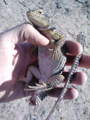 Sceloporus cyanogenys