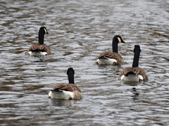Branta canadensis