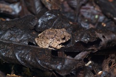 Oreobates quixensis
