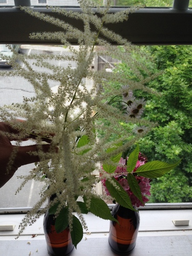 Bride's feathers (Aruncus dioicus)
