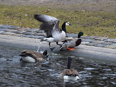Branta leucopsis