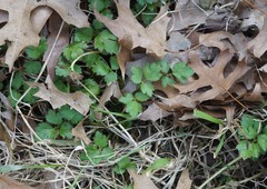 Ranunculus hispidus nitidus