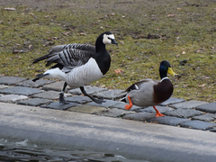 Branta leucopsis