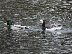 Branta leucopsis