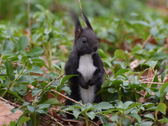 Sciurus vulgaris