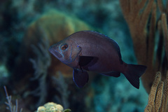 Hypoplectrus nigricans