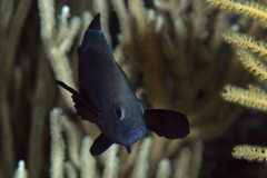 Hypoplectrus nigricans