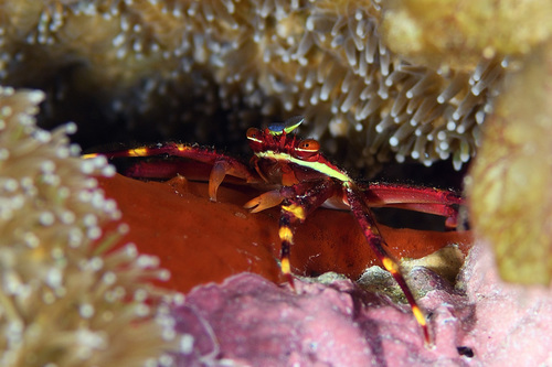 Nimble Spray Crab, photo 2 of 10