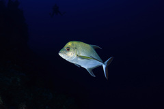 Caranx lugubris