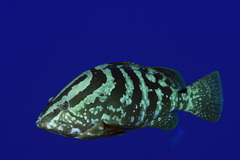 Epinephelus striatus
