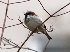 Passer domesticus