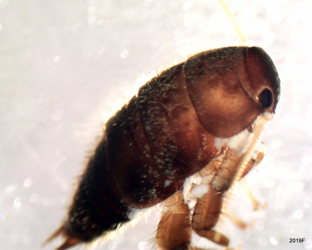 Brown Roachfly