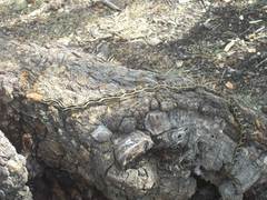 Pituophis lineaticollis