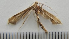 Gillmeria pallidactyla