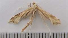 Gillmeria pallidactyla