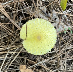 Leucocoprinus birnbaumii image