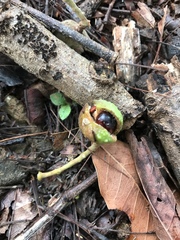 Guarea macrophylla