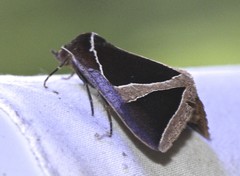 Agamana conjungens