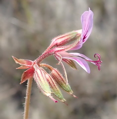 Pelargonium multicaule