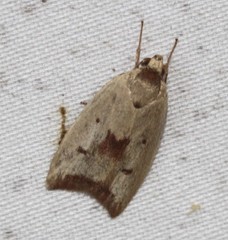 Ageletha elaeodes