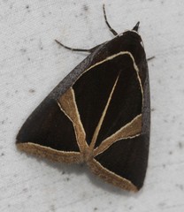 Agamana conjungens