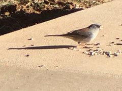 Junco hyemalis caniceps