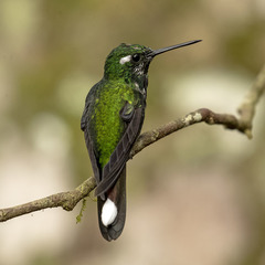 Urosticte benjamini