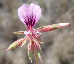 Pelargonium multicaule