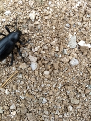 Eleodes eschscholtzii