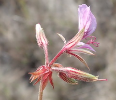 Pelargonium multicaule