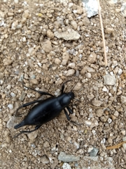 Eleodes eschscholtzii