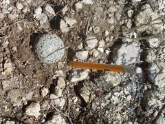 Mammillaria pectinifera