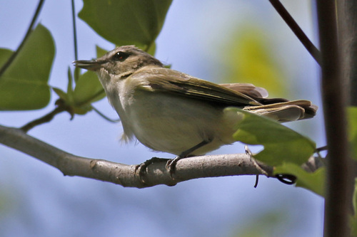 Vireo ojirrojo (Vireo olivaceus)