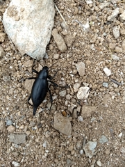 Eleodes eschscholtzii