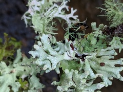 Hypogymnia tubulosa image