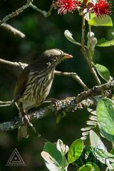 Dulus dominicus