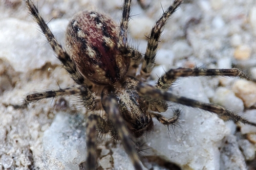Charcoal Spider