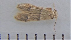 Blastobasis pulchella