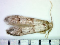 Blastobasis pulchella