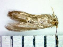 Blastobasis pulchella