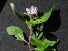 Lythraceae
