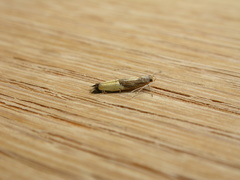 Labdia deliciosella