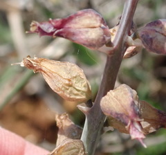 Lachenalia sessiliflora