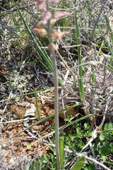 Lachenalia sessiliflora