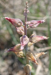 Lachenalia sessiliflora
