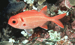Scarlet Soldierfish photo 2