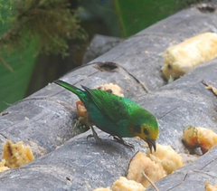 Chlorochrysa nitidissima