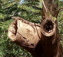 Ctenosaura similis