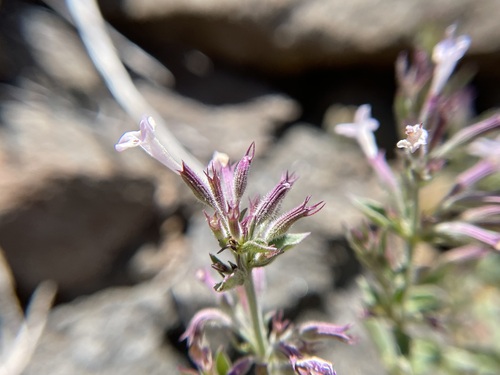 Image of Hedeoma oblongifolia by (c) Martin Purdy, some rights reserved (CC BY)