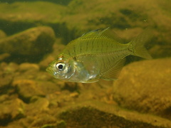 Glassfish (Indian glassy fish)